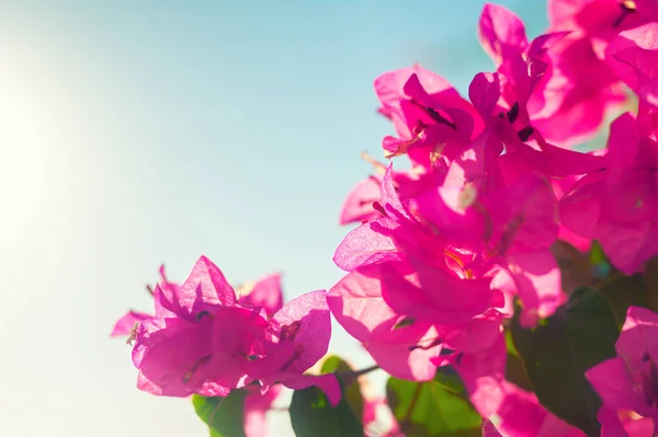 Kwitnące Różowe Kwiaty Tle Błękitnego Nieba Piękne Letnie Tło Natury — Zdjęcie stockowe