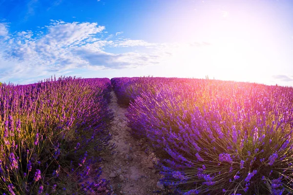 Pola Lawendowe Pobliżu Valensole Prowansja Francja Piękny Letni Krajobraz Zachodzie — Zdjęcie stockowe