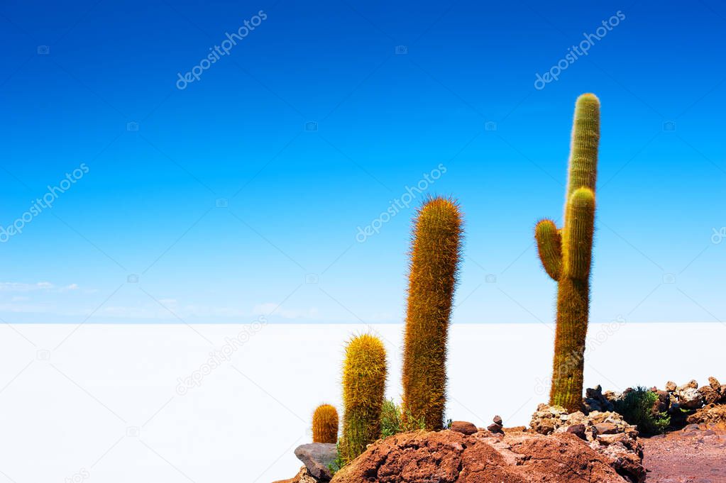 Big green cactuses on Incahuasi island, Salar de Uyuni salt flat, Altiplano, Bolivia. Landscapes of South America