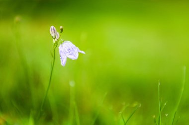 BlueBell yağmur sonrası ormanda. Makro görüntü, yüzeysel alan derinliği. Güzel yaz doğa geçmişi