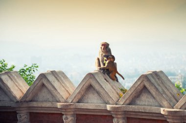 Nepal Katmandu 'daki Swayambhunath Tapınağı' nın duvarında yavrusuyla oturan maymun.