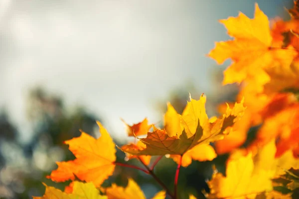 Gele Esdoorn Bladeren Tegen Lucht Prachtige Herfst Natuur Achtergrond Selectieve — Stockfoto