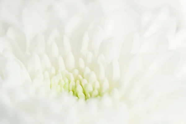Makro Bild Vit Krysantemum Blomma Selektivt Fokus Vacker Vår Natur — Stockfoto