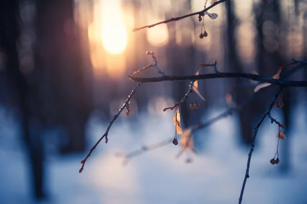 Träd Vinterskogen Vid Solnedgången Makrobild Kort Skärpedjup Vacker Vinternatur — Stockfoto