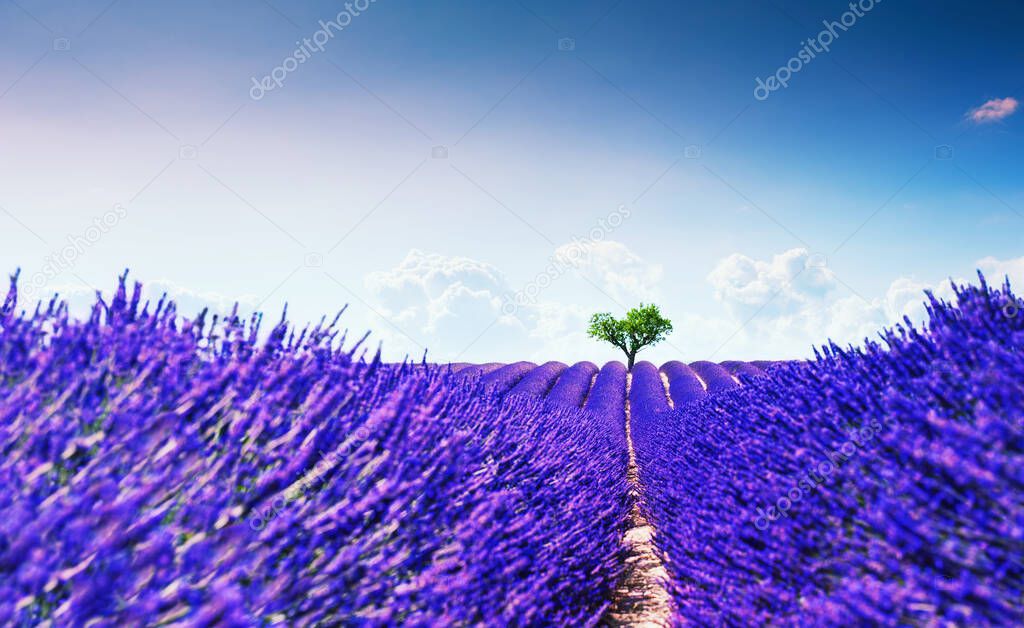 Lavender fields with heart-shape tree near Valensole, Provence, France. Beautiful summer landscape. 