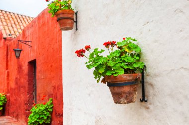 Arequipa, Peru 'daki Santa Catalina Manastırı cephesinde çiçekler