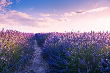 Fransa 'nın Provence şehrinde günbatımında lavanta çiçekleri. Güzel yaz manzarası
