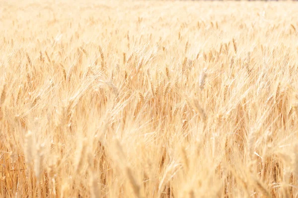Provence, Fransa 'da sarı olgun buğday tarlası. Güzel yaz doğası geçmişi. Seçici odak