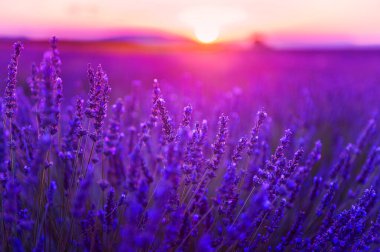 Fransa 'nın Provence şehrinde günbatımında lavanta çiçekleri. Makro görüntü, seçici odaklanma. Güzel yaz manzarası