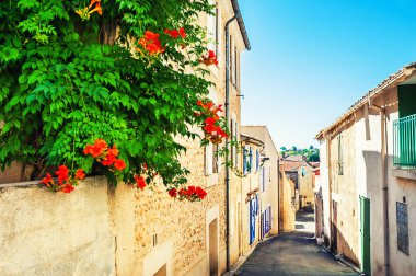 Valensole, Provence, Fransa 'da sokakta pembe çiçekli eski mimari ve ağaç. Seçici odak.