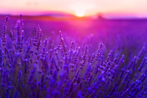 フランスのプロヴァンスで日没のラベンダーの花 マクロ画像 選択フォーカス 美しい夏の風景 — ストック写真