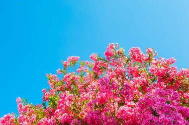 Mavi gökyüzünde açan pembe çiçekli ağaç. Güzel yaz doğa geçmişi.