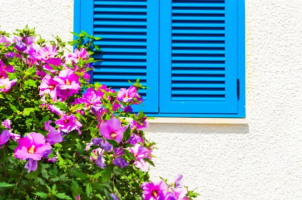 Ventana Con Persianas Azules Pared Blanca Flores Rosadas Florecientes Arquitectura — Foto de Stock