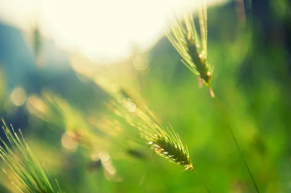 Green Grass Morning Sunlight Macro Image Beautiful Summer Nature Background — Stock Photo, Image