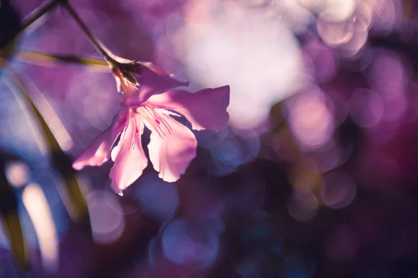 Макрозображення Квітучої Рожевої Квітки Мала Глибина Різкості Прекрасний Літній Фон — стокове фото