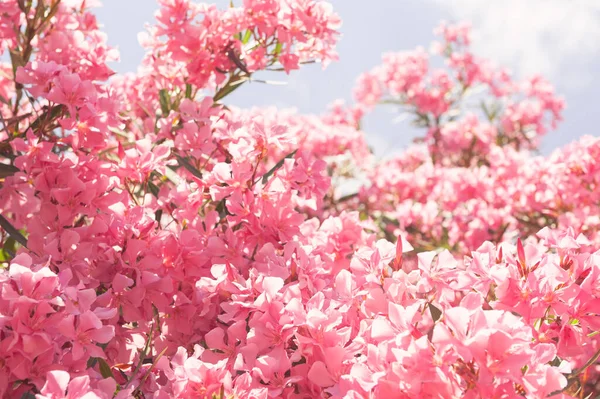 Kwitnące Różowe Kwiaty Tle Błękitnego Nieba Makro Obraz Selektywna Ostrość — Zdjęcie stockowe