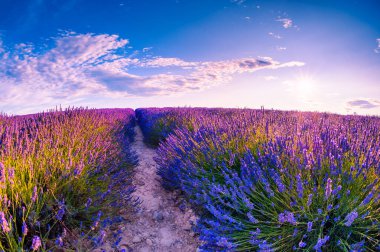 Fransa 'nın Provence şehrinde günbatımında lavanta çiçeği tarlası. Güzel yaz manzarası. Meşhur seyahat yeri