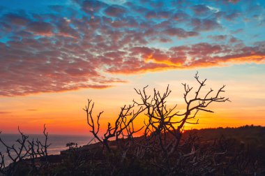 Gün batımında gökyüzüne karşı kuru ağaçlar. Bulutları olan renkli bir gökyüzü. Algarve, Portekiz 'de Atlantik Okyanusu kıyısında. Yaz manzarası