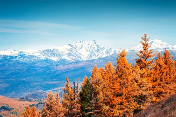 Snow Covered Mountain Peaks Yellow Trees Autumn Landscape Altai Siberia — Stock Photo, Image