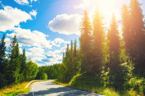 Road Summer Forest Sunny Day Beautiful Summer Landscape Southern Norway — Stock Photo, Image