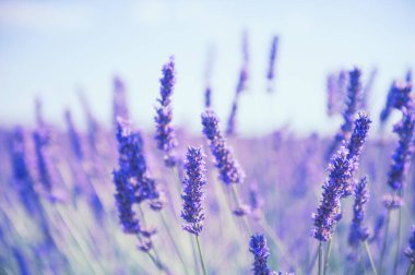 Provence, Fransa 'da lavanta çiçekleri. Makro görüntü, yüzeysel alan derinliği. Güzel çiçek arkaplanı