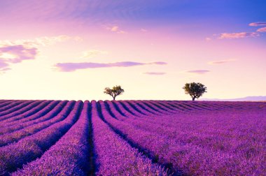Valensole, Provence, Fransa yakınlarındaki lavanta tarlaları. Gün batımında güzel bir yaz manzarası. Açan lavanta çiçekleri