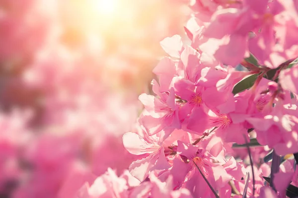 Kwitnące Różowe Kwiaty Makro Obraz Selektywna Ostrość Piękne Lato Natura — Zdjęcie stockowe