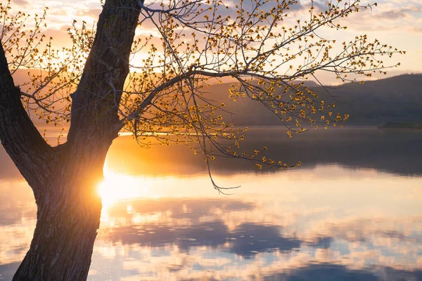 Spring Tree Blooming Leaves Shore Lake Sunset Sky Clouds Reflected — Stock Photo, Image