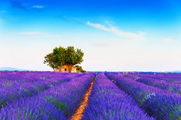 Vecchia Casa Campo Lavanda Tramonto Vicino Valensole Provenza Francia Concentrazione — Foto Stock