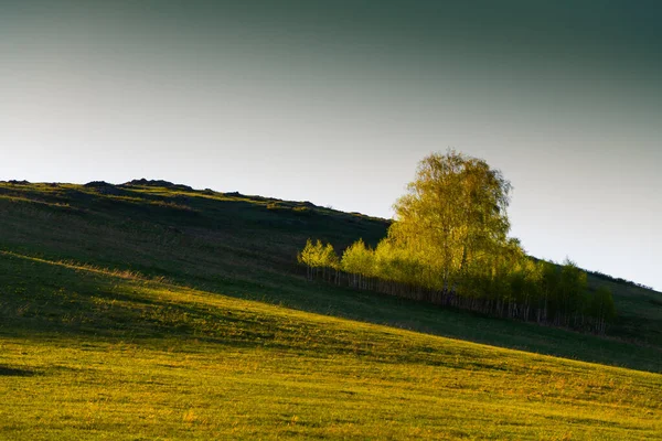 Zelené Břízy Kopcích Čerstvě Zelenou Trávou Při Západu Slunce Krásná — Stock fotografie