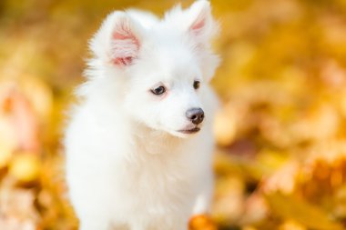 Şirin beyaz köpek.