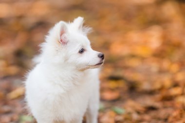 Şirin beyaz köpek.