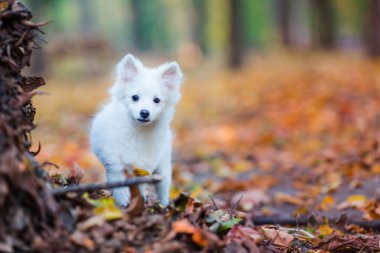 Şirin beyaz köpek.