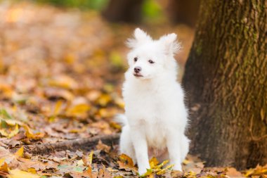 Şirin beyaz köpek.
