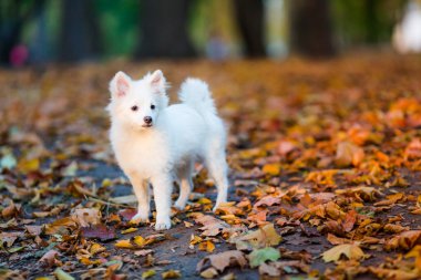 Şirin beyaz köpek.