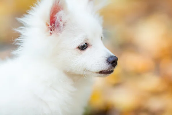 Милий щеня білий — стокове фото