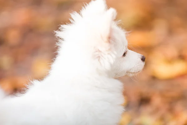 귀여운 흰 강아지 — 스톡 사진