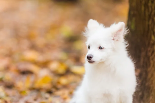 Schattig wit puppy — Stockfoto