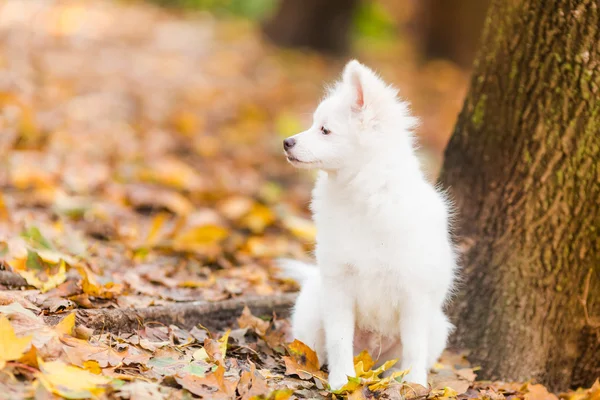 Cute white puppy — Stock Photo, Image