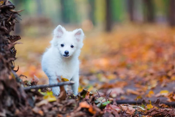 Lindo cachorro blanco —  Fotos de Stock