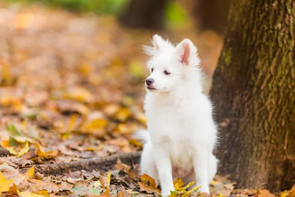 Schattig wit puppy — Stockfoto