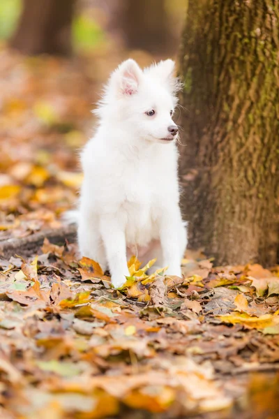 귀여운 흰 강아지 — 스톡 사진