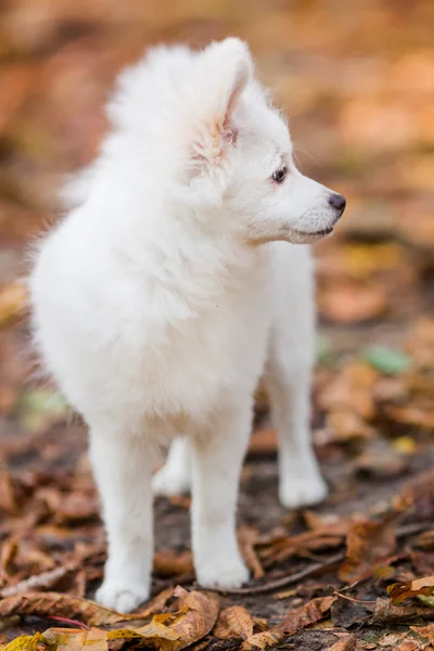 Schattig wit puppy — Stockfoto