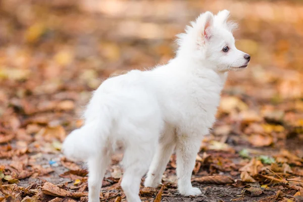 Bonito cachorro branco — Fotografia de Stock