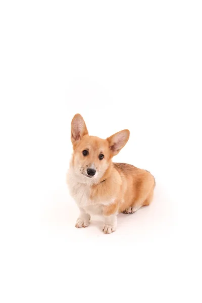 Schattige puppy Corgi geïsoleerd op wit — Stockfoto
