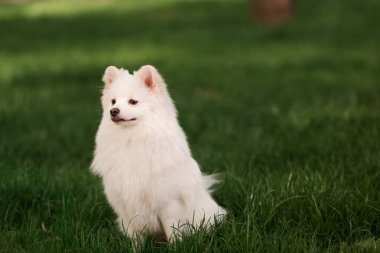 Sevimli beyaz spitz köpek açık