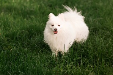 Sevimli beyaz spitz köpek açık