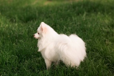 Sevimli beyaz spitz köpek açık