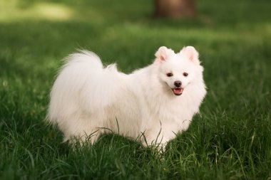 Sevimli beyaz spitz köpek açık