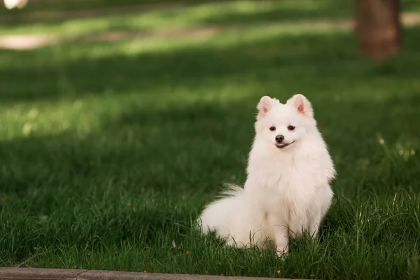 Pies ładny biały szpic odkryty — Zdjęcie stockowe
